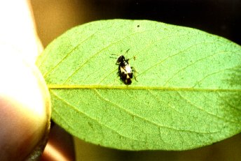 Blumenwanze (Anthocoris nemorum), Lnge: 3,8 mm. Brachland im Westen der Schnower Wiesen, Zehlendorf (Berlin(West)). Auf Blatt der Robinie. 25.09.87