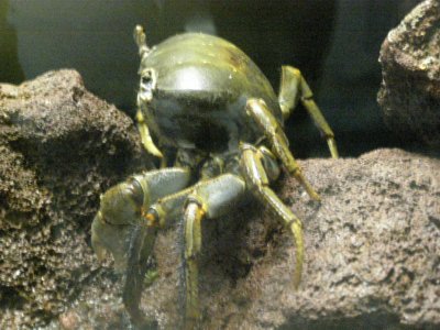 Farbphoto: Eine Krabbe im Berliner Zoo-Aquarium im Jahre 2008. Photographin: Luise Müller.