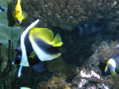 Farbphoto: Blick in ein Seewasseraquarium im Aquarium in Berlin im Jahr 2008. Photographin: Luise Müller.