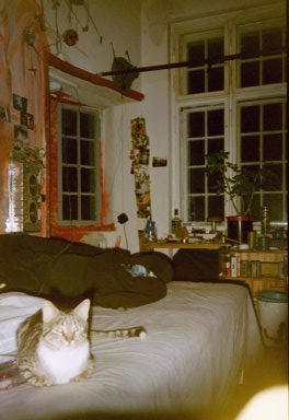 Farbphoto von der Katze Carton in dem Atelier von Carton und von Kim Hartey im Jahr 2003. Photo: Kim Hartley.