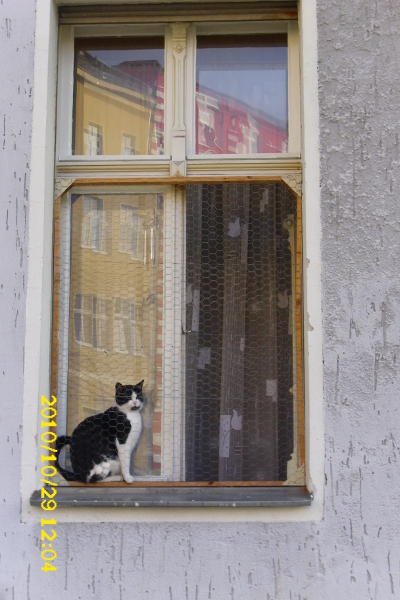 Farbfoto: Eine Katze guckt in der Bendastraße aus dem Fenster auf die Bendastraße. Im Bezirk Neukölln in Berlin im Oktober des Jares 2010. Foto: Erwin Thomasius.
