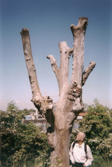 Photo: Ein Baumstamm In Christiania im Mai 2002. Copyright by jen.