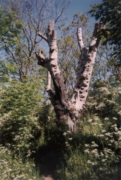 Photo: Ein Baumstamm in Christiania im Mai 2002. Copyright by jen.