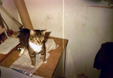 Die Katze Carton auf dem Kühlschrank in der Küche von Kim Hartley im Berliner Bezirk Neukölln in der Emser Straße 116. Photo: Kim Hartley.