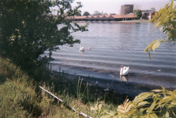 Photo: Zwei ausgewachsene Schwäne und mehrere Schwan-Küken auf dem Wasser westlich der Straße Refshalevej. Blick auf das gegenüberliegende Ufer. Mai 2002. Copyright by jen.