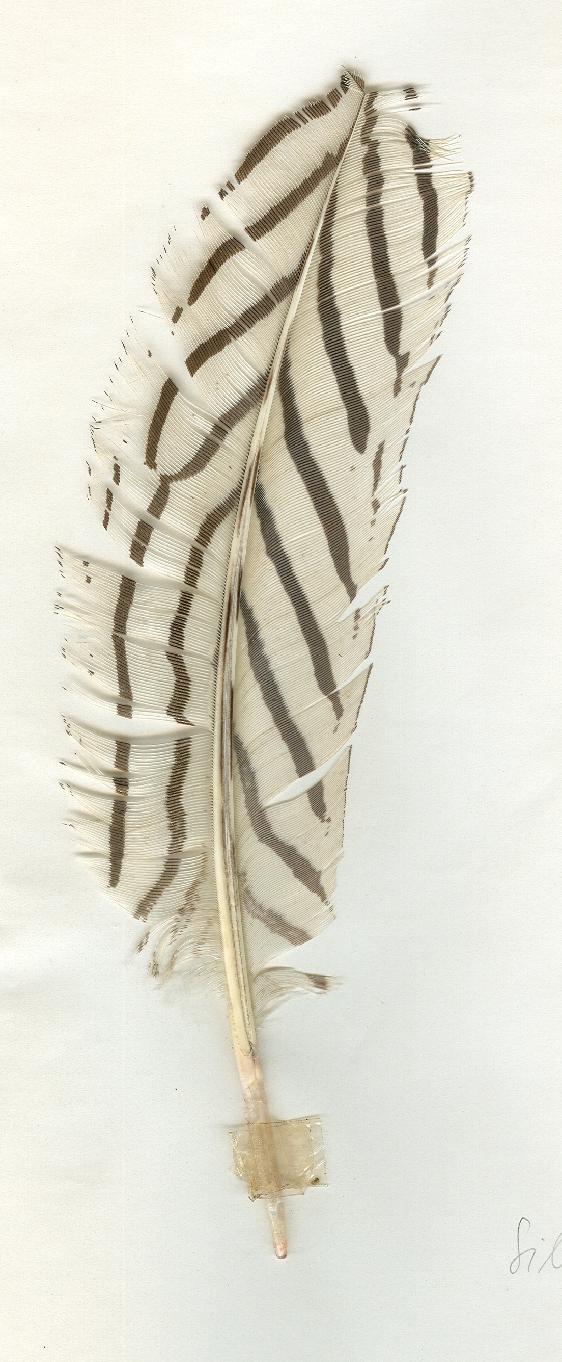Eingescannt in Farbe: Die im Jahre 1969 in Hildesheim gefundene Feder von einem Vogel.
