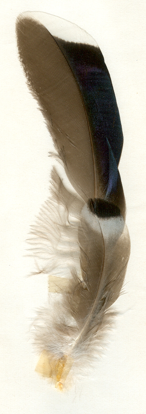 Eingescannt in Farbe: Federn von einem Wildenten - Männchen aus der Feldmark östlich von Hildesheim bei Sauteichsfeld aus dem Jahre 1969.