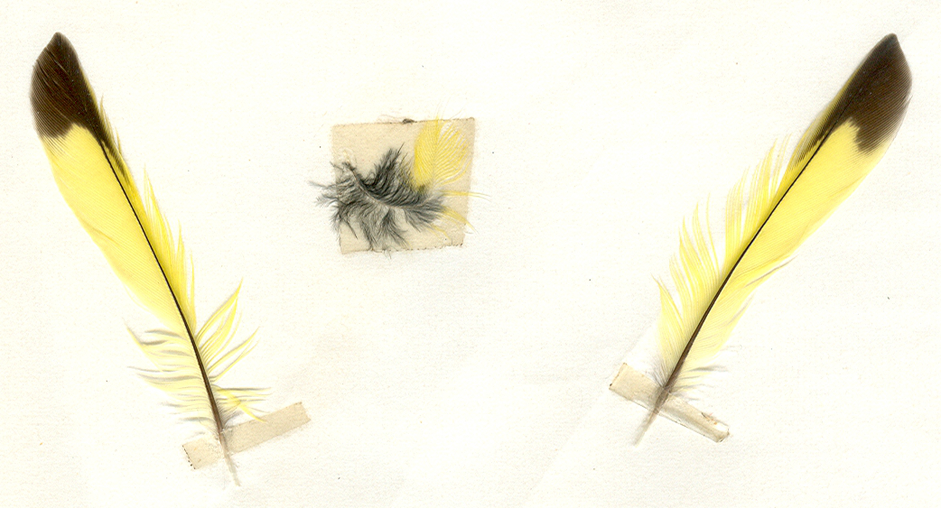 Eingescannt in Farbe: Federn von einem Zeisig - Weibchen.