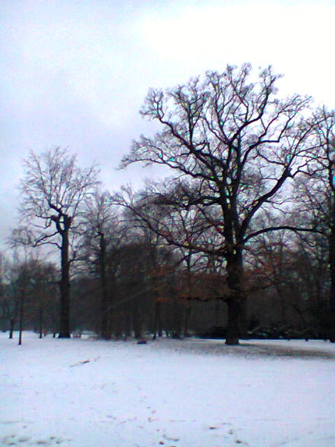 Farbfoto: Bäume im Schnee in der Hasenheide. Im Februar des Jahres 2013. Copyright by jen.