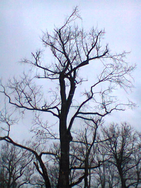 Farbfoto: Ein Baum in der Hasenheide. Im Februar des Jahres 2013. Copyright by jen.