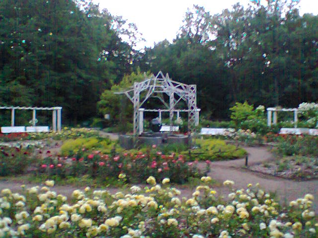 Farbfoto: Der Rosengarten mitten in die Hasenheide. Im Juni des Jahres 2013. Copyright by jen