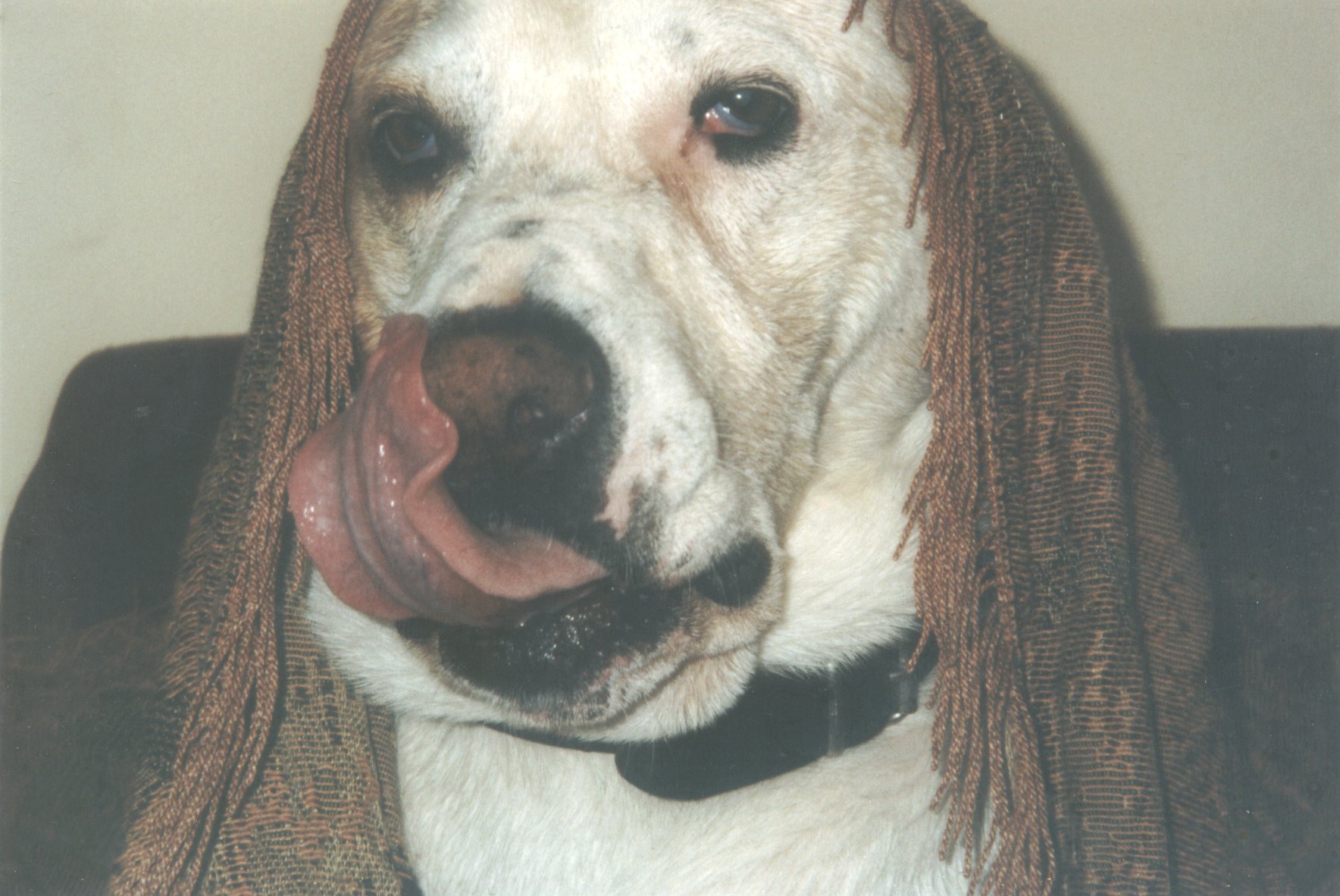 Portraitphoto von dem Hund Ganesh in einer Wohnung in Traunstein in Bayern im Jahr 2006. Photograph: Ralf Splettstösser.