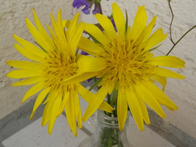 Farbphoto von zwei gelben Blüten von zwei Schnittblumen in einer Vase in Traunstein im Jahre 2008. Photographin: Luise.