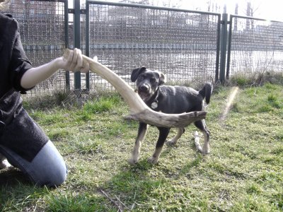 Farbphoto von dem Hund SHIVA auf einer Wiese am Nordufer in Berlin im Bezirk Wedding am Sonntag dem 3. April 2005. Photograph: Kim Hartley.