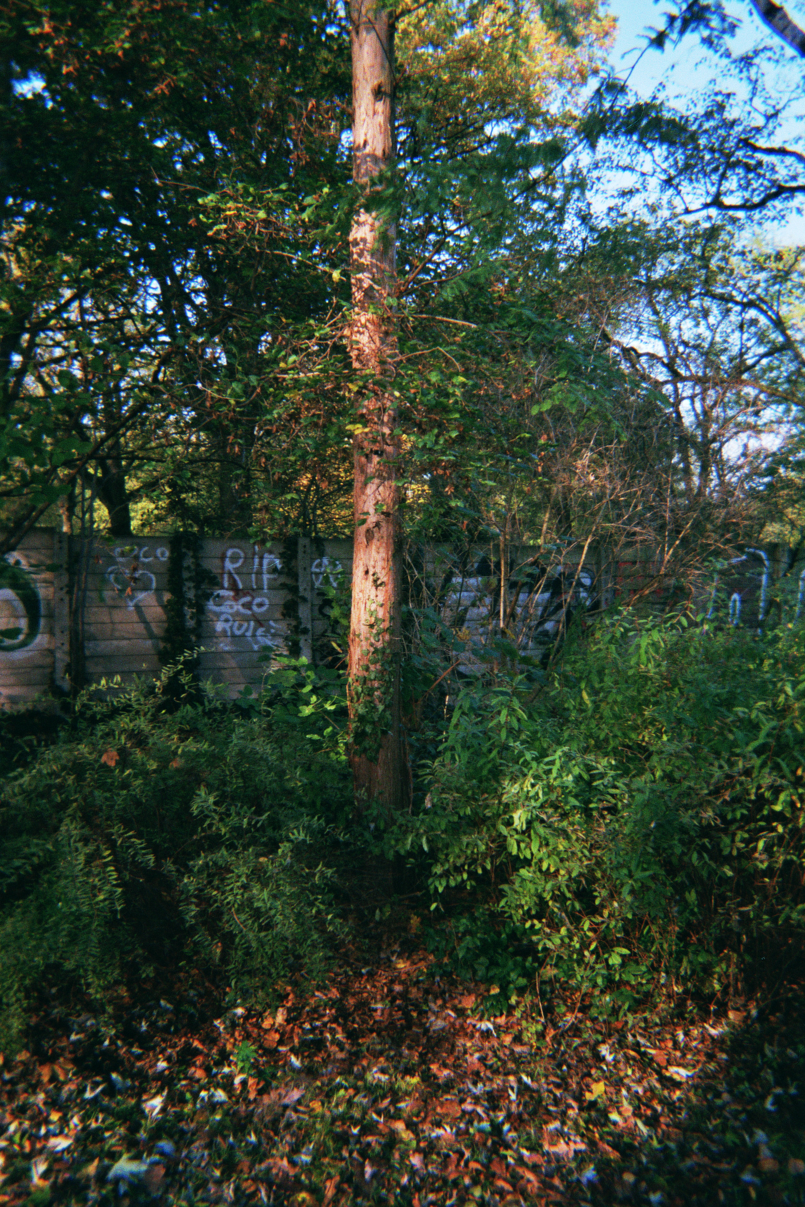 Der Urweltmammutbaum im Park Thomashöhe in Berlin im Bezirk Neukölln. Am 29. Oktober im Jahre 2014. Foto: Erwin Thomasius.