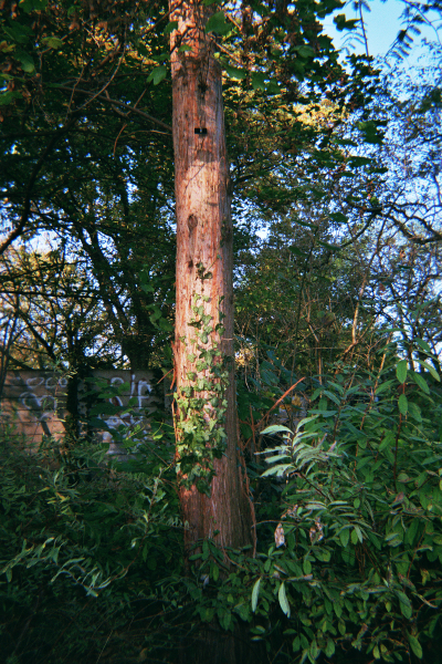 Farbfoto: Der Urweltmammutbaum (Metasequoia glyptostroboide) am 29. Oktober des Jahres 2014 im Park Thomashöhe im Bezirk Neukölln in Berlin. Foto: Erwin Thomasius