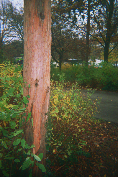 Farbfoto: Der Stamm des Urweltmammutbaumes - Metasequoia glyptostroboides Hu & W.C. Cheng - am 26. November des Jahres 2014 im Park Thomashöhe im Bezirk Neukölln in Berlin. Foto: Erwin Thomasius