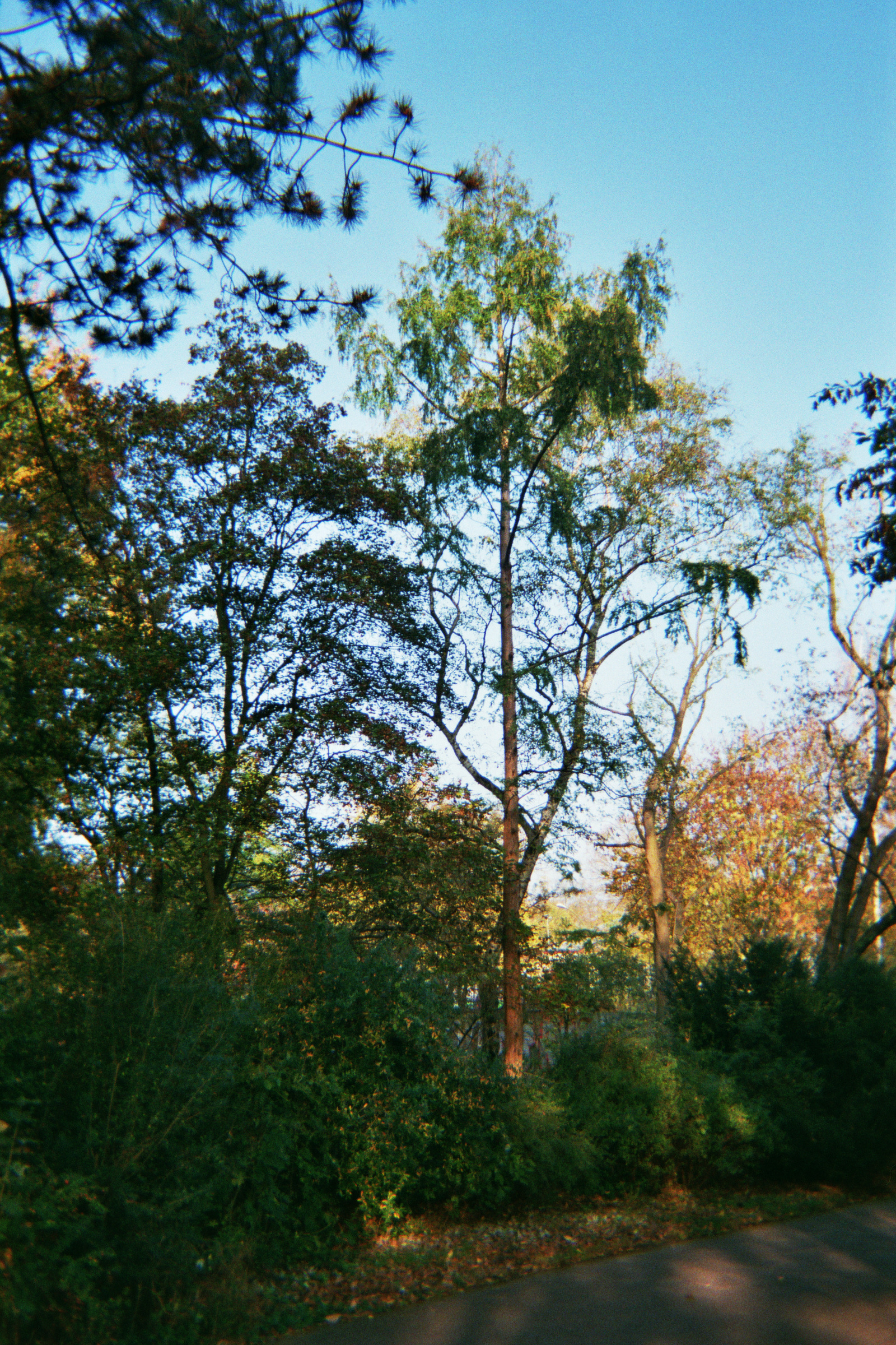 Der Urweltmammutbaum im Park Thomashöhe in Berlin im Bezirk Neukölln. Am 29. Oktober im Jahre 2014. Foto: Erwin Thomasius.