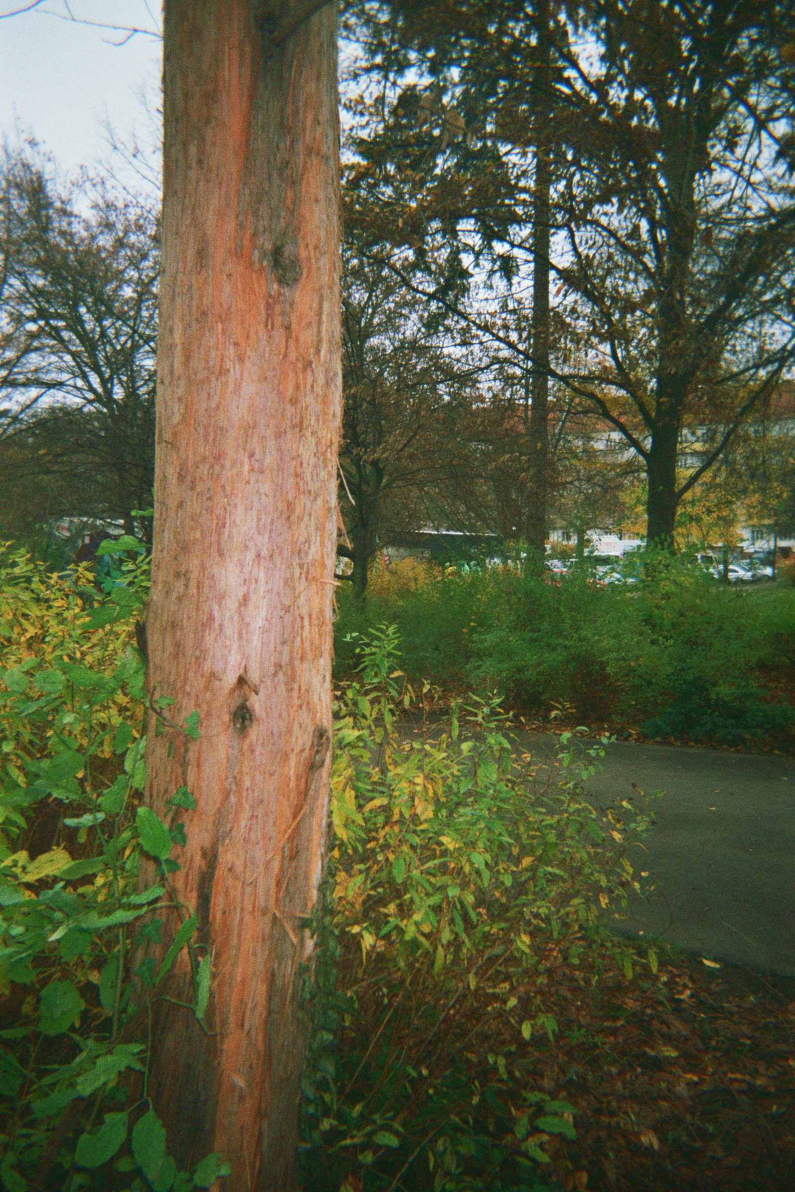 Der Baumstamm des Urweltmammutbaumes im Park Thomashöhe in Berlin im Bezirk Neukölln. Am 26. November im Jahre 2014. Foto: Erwin Thomasius.