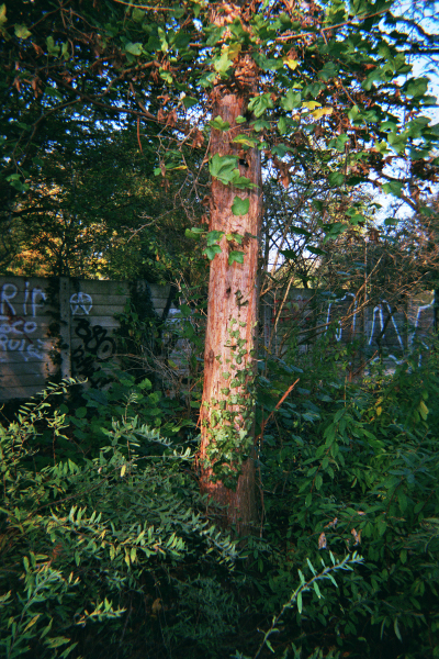 Farbfoto: Der Urweltmammutbaum (Metasequoia glyptostroboide) am 29. Oktober des Jahres 2014 im Park Thomashöhe im Bezirk Neukölln in Berlin. Foto: Erwin Thomasius