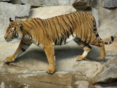 Farbphoto von einem Tiger im Berliner Tierpark im Jahre 2008. Photo: Luise Müller.