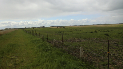 Foto von nachgezüchteten Auerochsen in Uhlsmeer bei Groß Midlum im Mai des Jahres 2016. Fotografin: I.O.