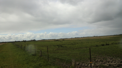 Foto von nachgezüchteten Auerochsen in Uhlsmeer bei Groß Midlum im Mai des Jahres 2016. Fotografin: I.O.