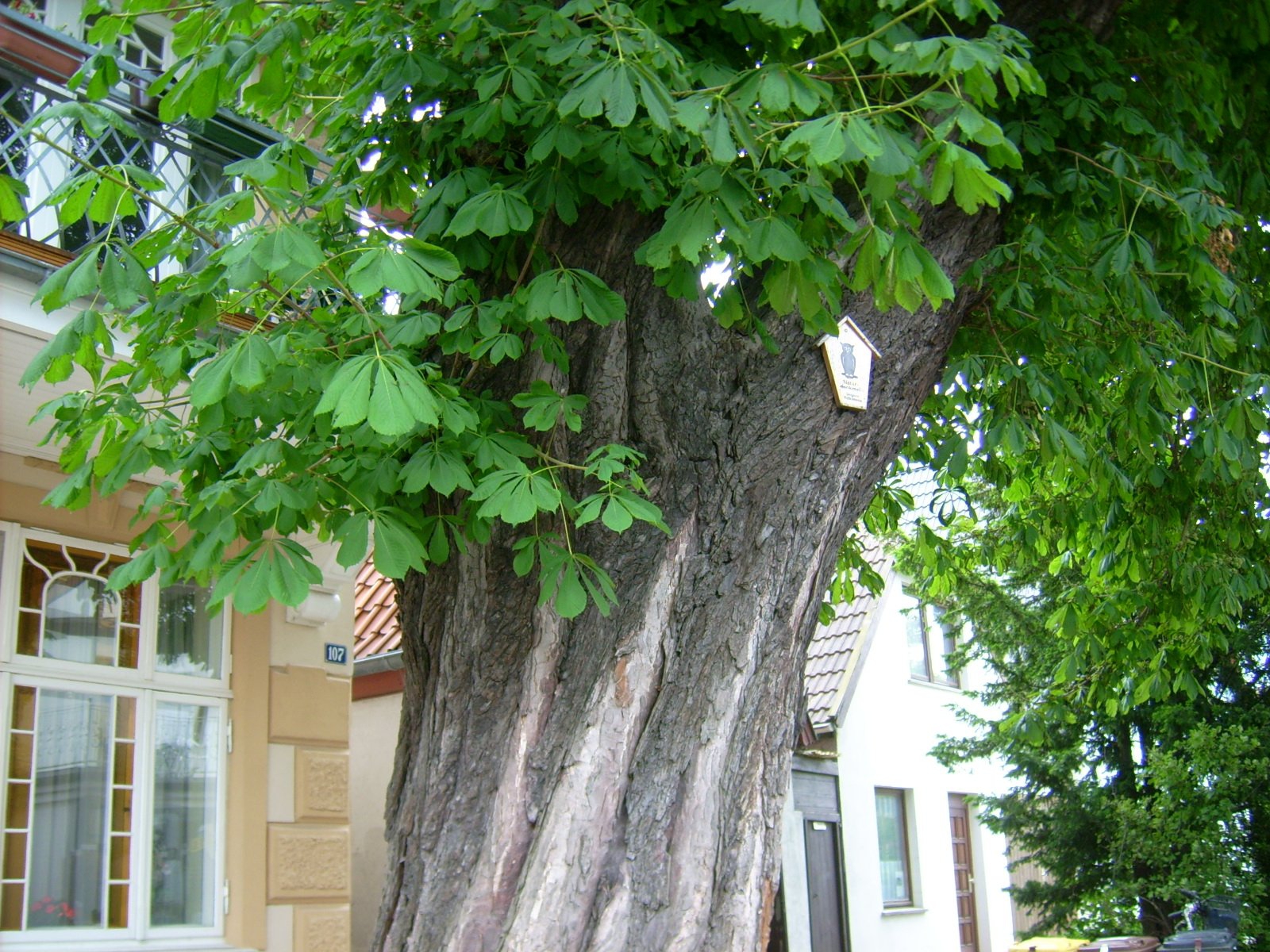 Farbfoto: Ein Kastanienbaum in Warnemünde im Juni des Jahres 2009. Fotograf: Bernd Paepcke.