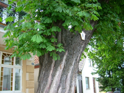 Farbfoto: Ein Kastanienbaum in Warnemünde im Juni des Jahres 2009. Fotograf: Bernd Paepcke.