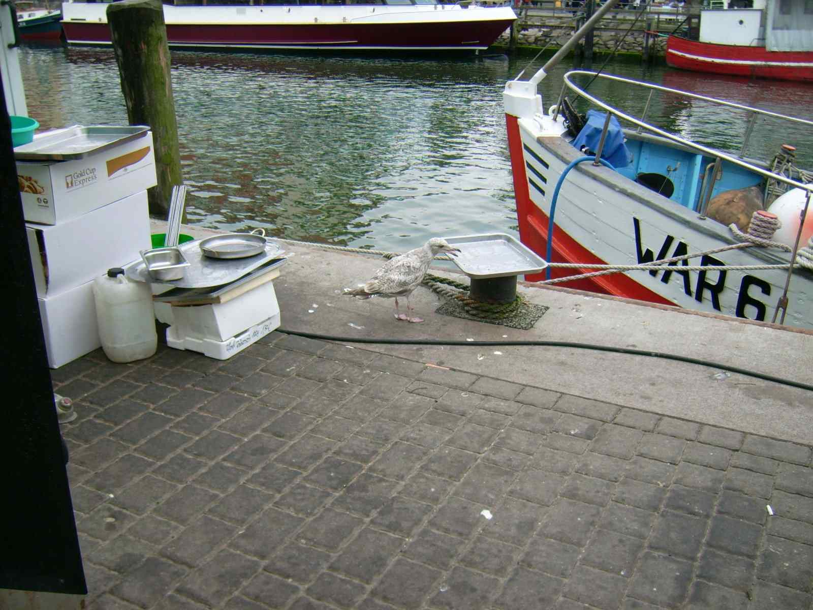 Farbfoto: Eine Möwe sucht im Fischereihafen in Warnemünde nach Nahrung. Im Juni 2009. Fotograf: Bernd Paepcke.
