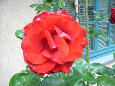 Farbfoto: Die rote Blüte einer Rose in Warnemünde im Juni des Jahres 2009. Fotograf: Bernd Paepcke.