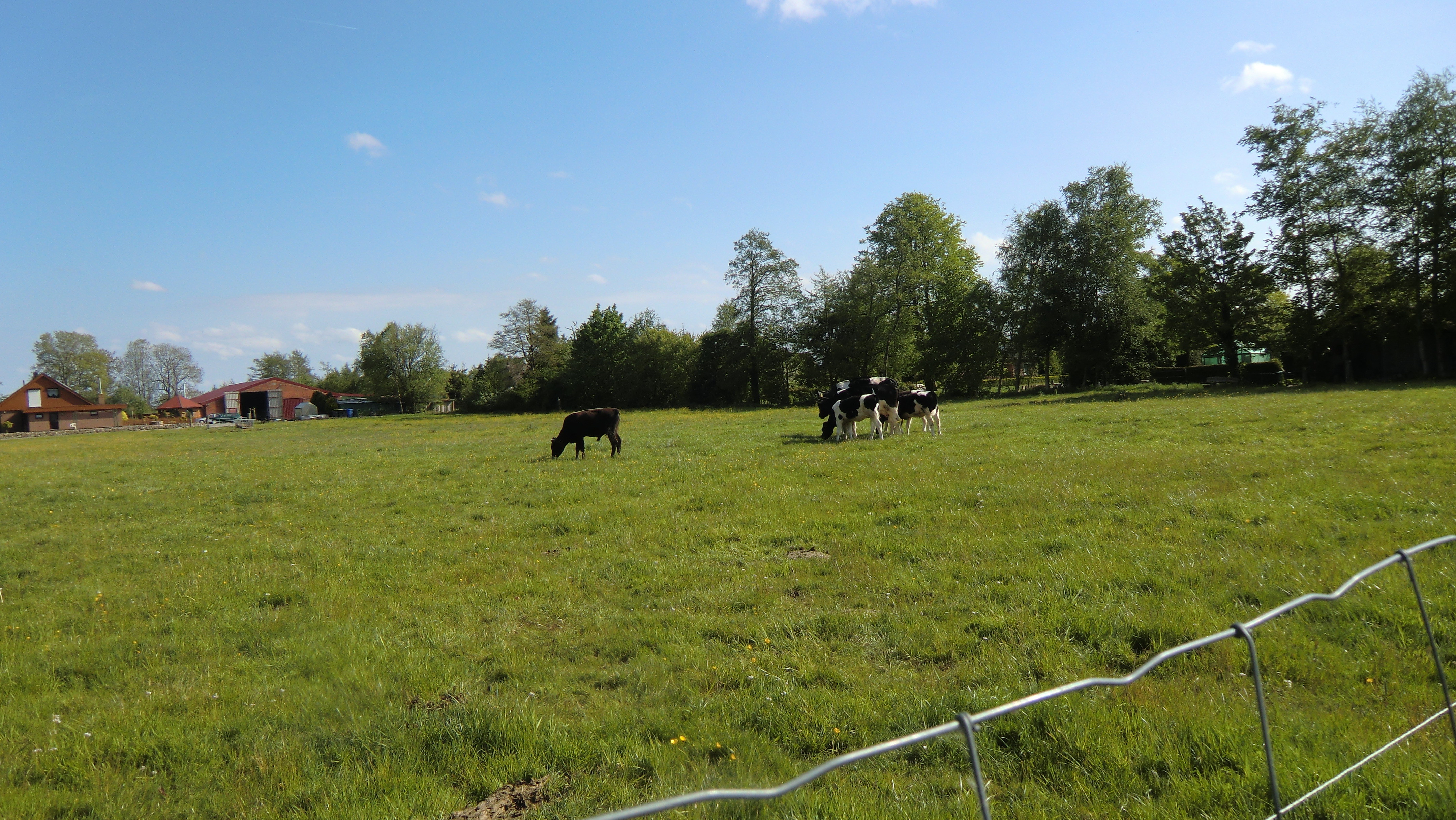 Farbfoto von dem mit der Flasche aufgezogenen männlichen Kalb von nachgezüchteten Auerochsen Jonte und von Kühen des Schwarzbunten Niederungsrindes mit ihren Kälbern auf einer Wiese in Wiegboldsbur in Ostfriesland im Mai des Jahres 2016. Fotografin: I.O.