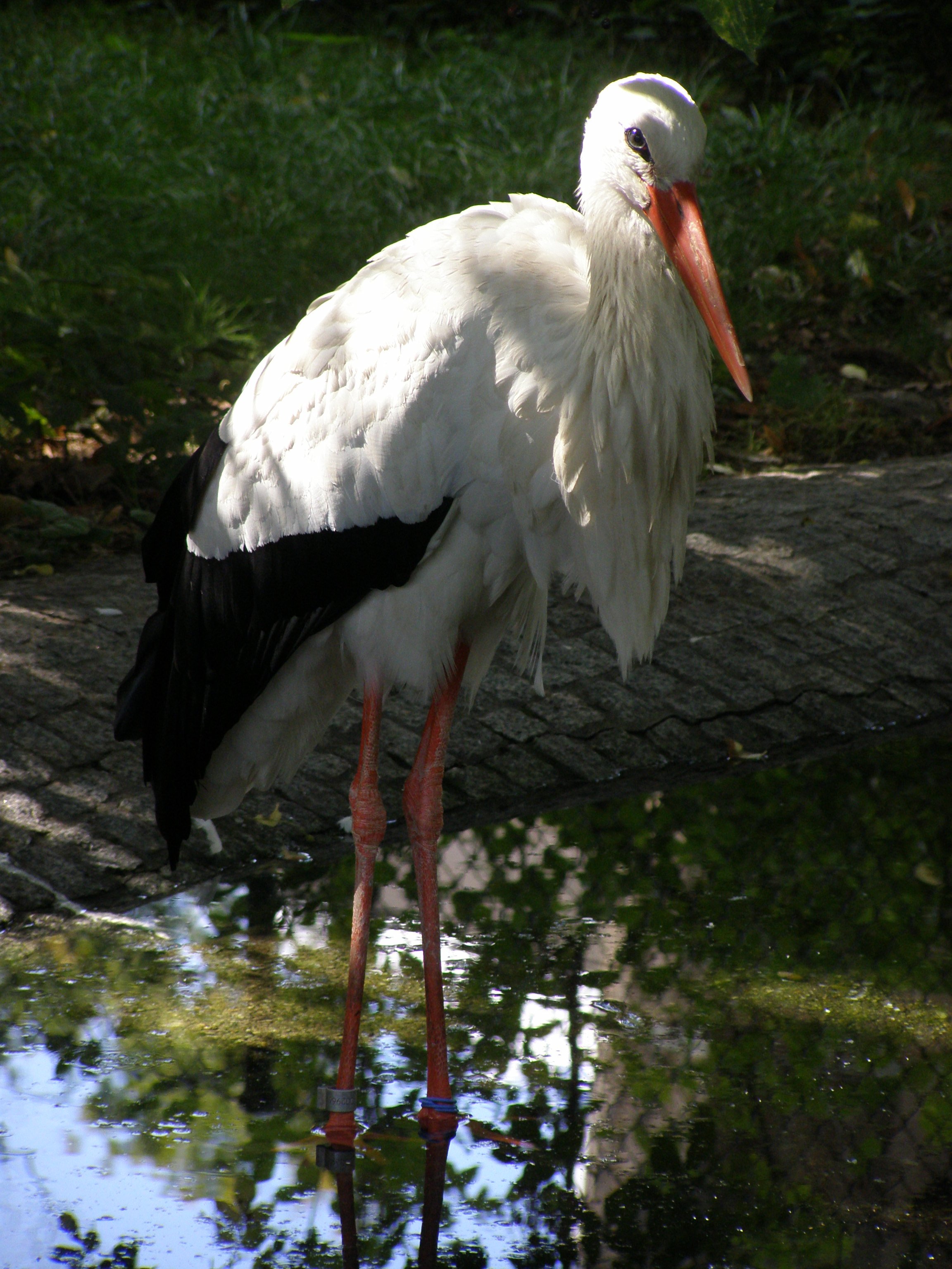 Farbphoto von einem Storch im Zoologischen Garen in Berlin im Jahre 2008. Photographin: Luise Müller.