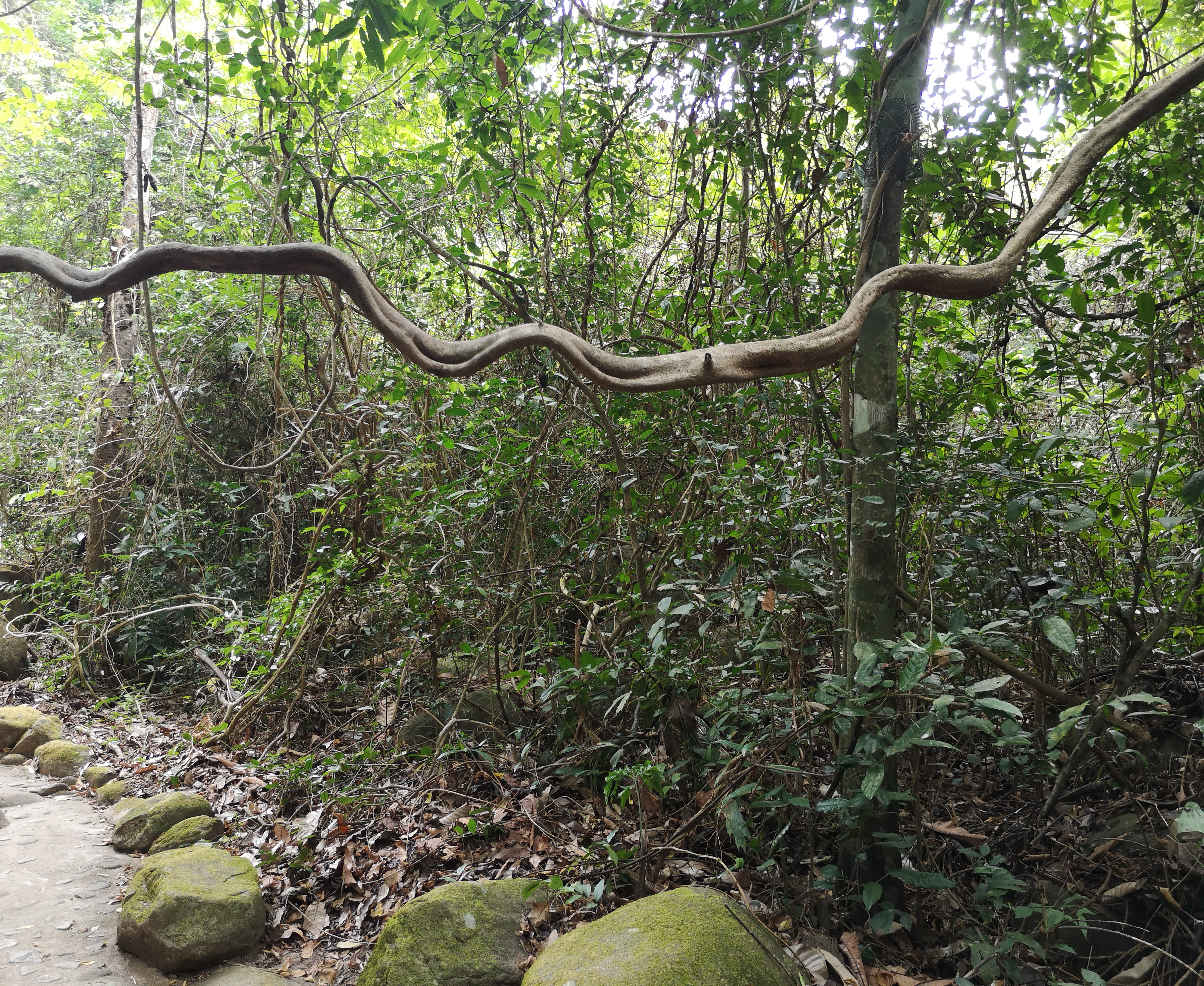 Farbfoto von einem Weg im Urwald im Khaochamao-Khaowong National Park in Thailand aus. Im April 2023. Fotograf: Erwin Thomasius.