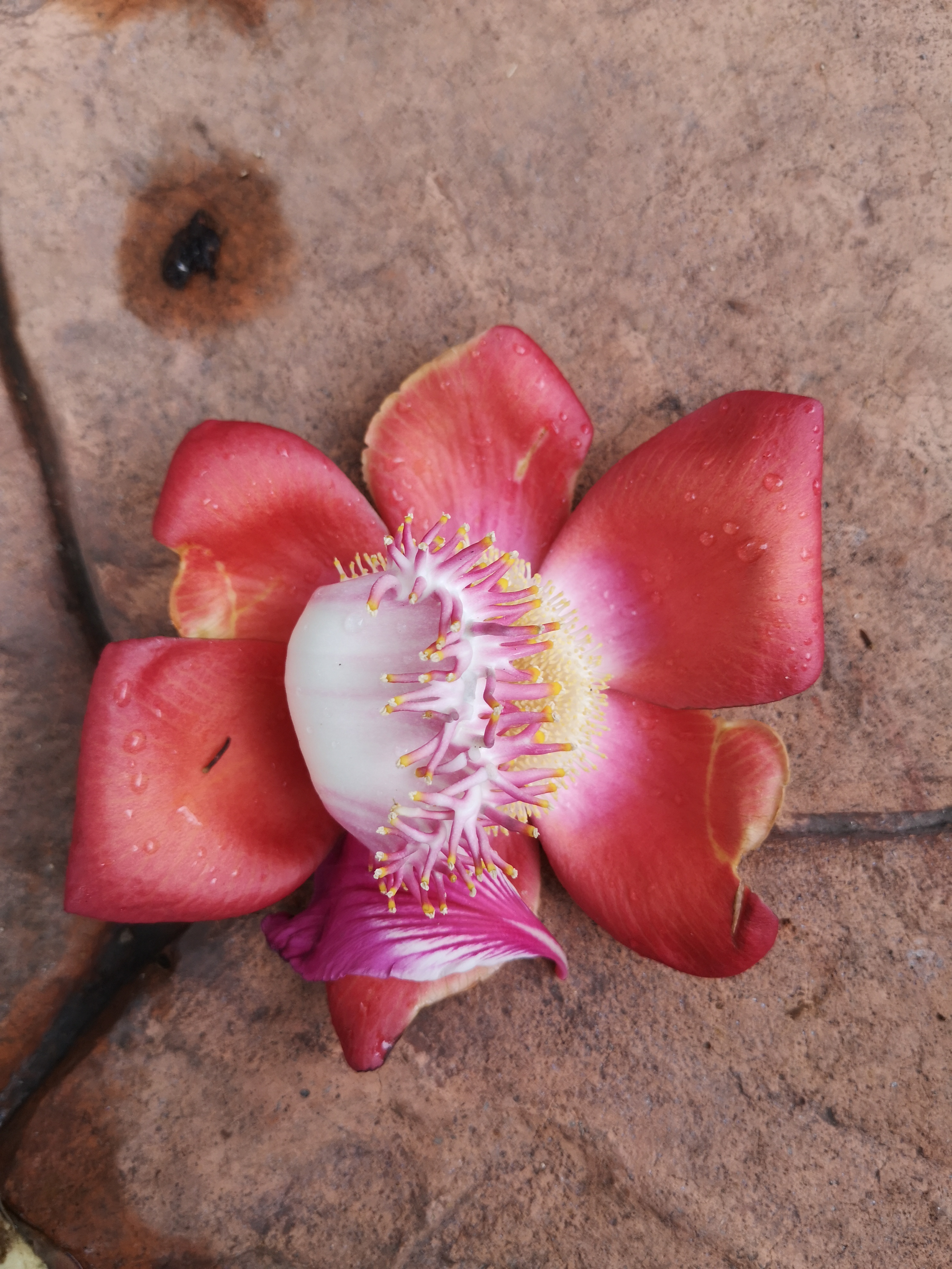 Foto von Blüten unter einem Bodhibaum, Ficus religiosa, in Thailand. Im April des Jahres 2025. Fotograf: Erwin Thomasius.
